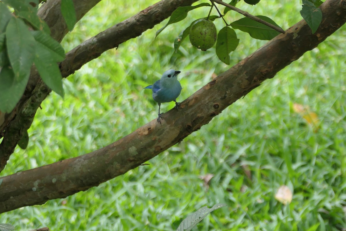 Blue-gray Tanager - ML645684950