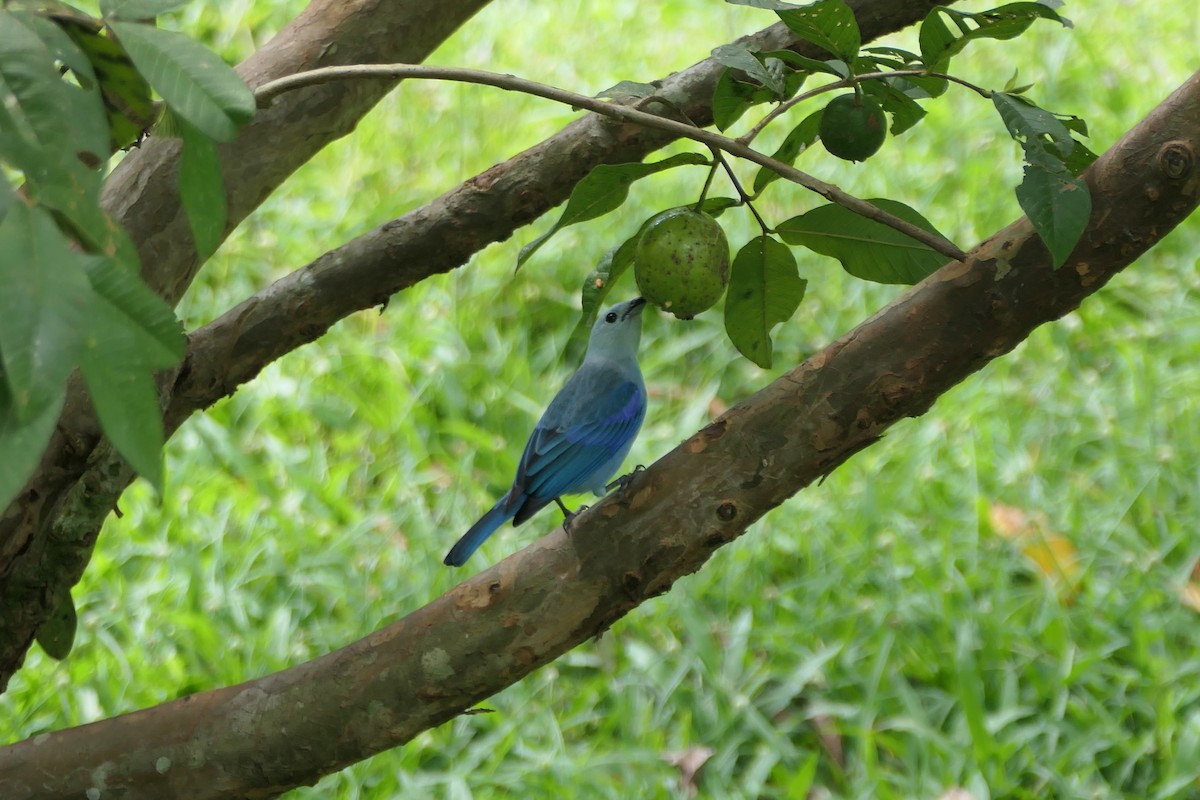 Blue-gray Tanager - ML645684951