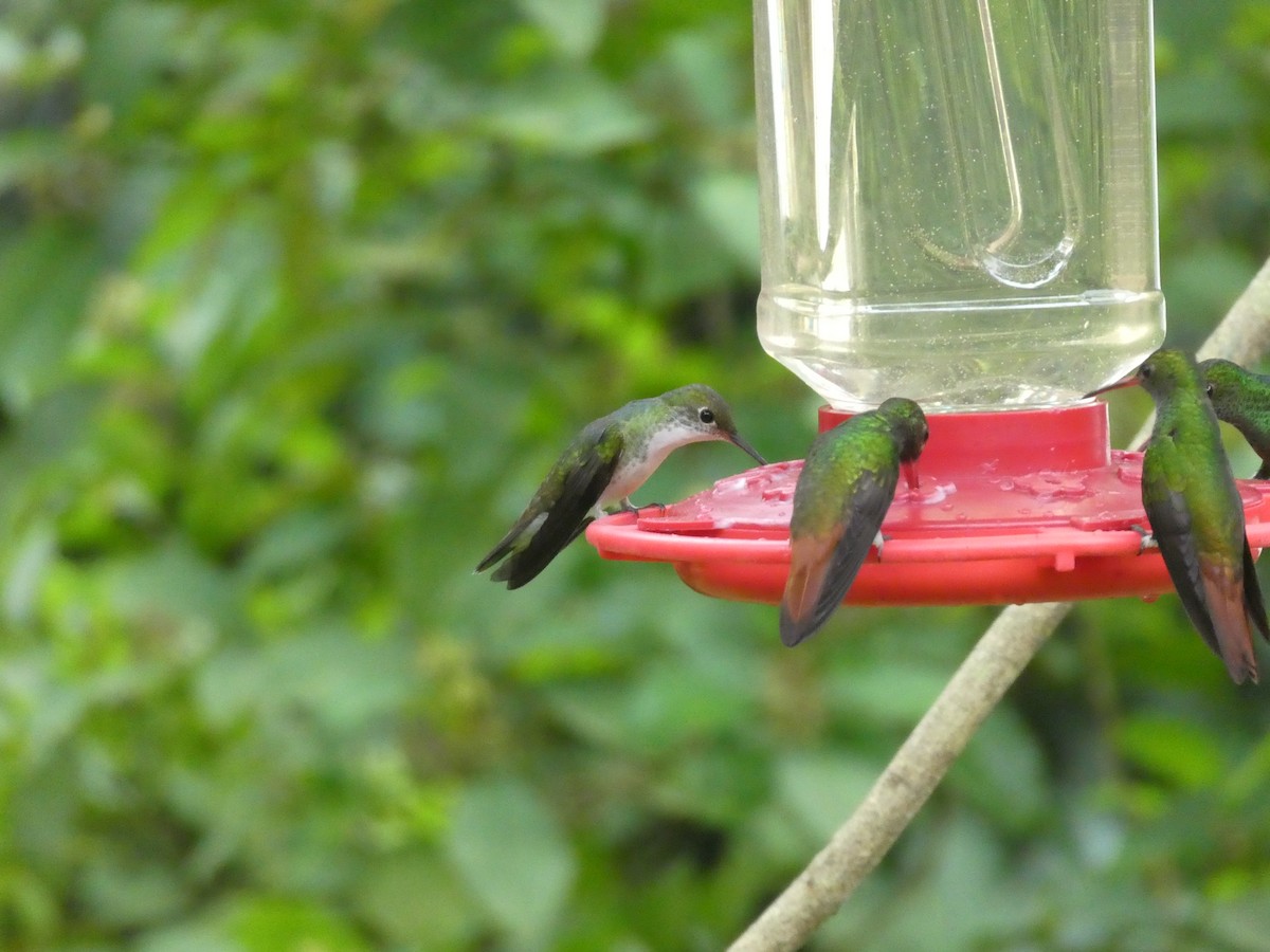 White-bellied Emerald - ML645684954