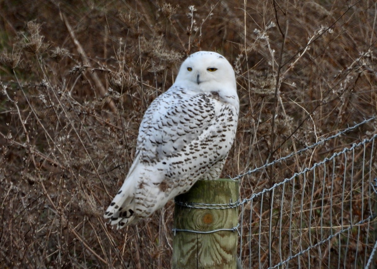Snowy Owl - ML645684961