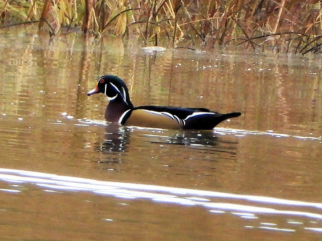 kachnička karolínská - ML645684977