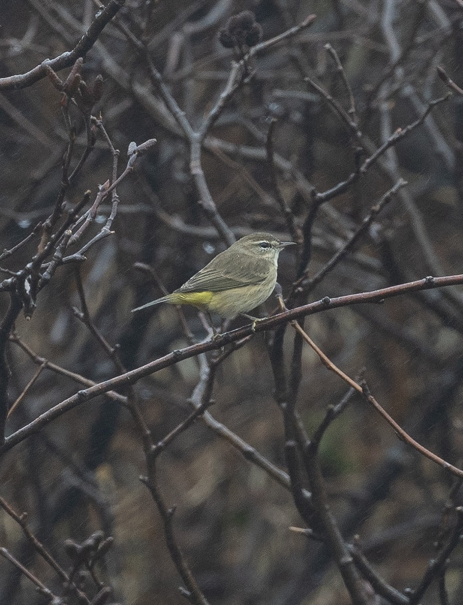 Palm Warbler (Western) - ML645684979