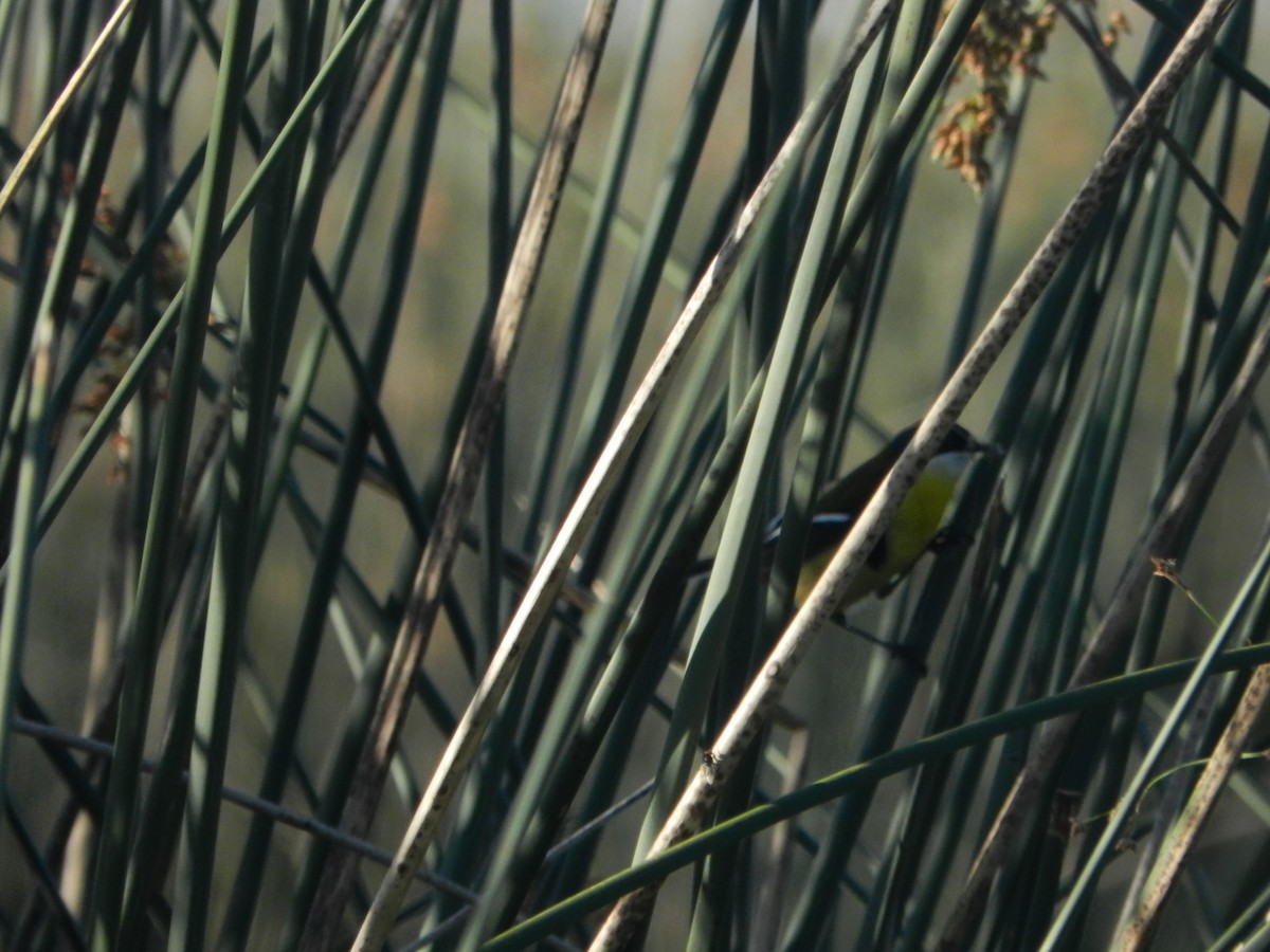 Junquero troglodyte - ML645684980