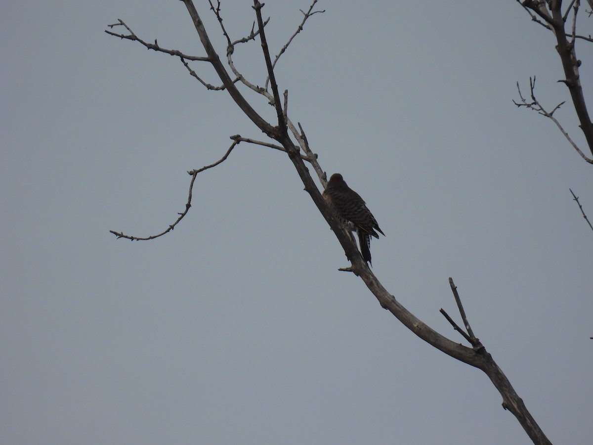 Altın Ağaçkakan (auratus/luteus) - ML645684985