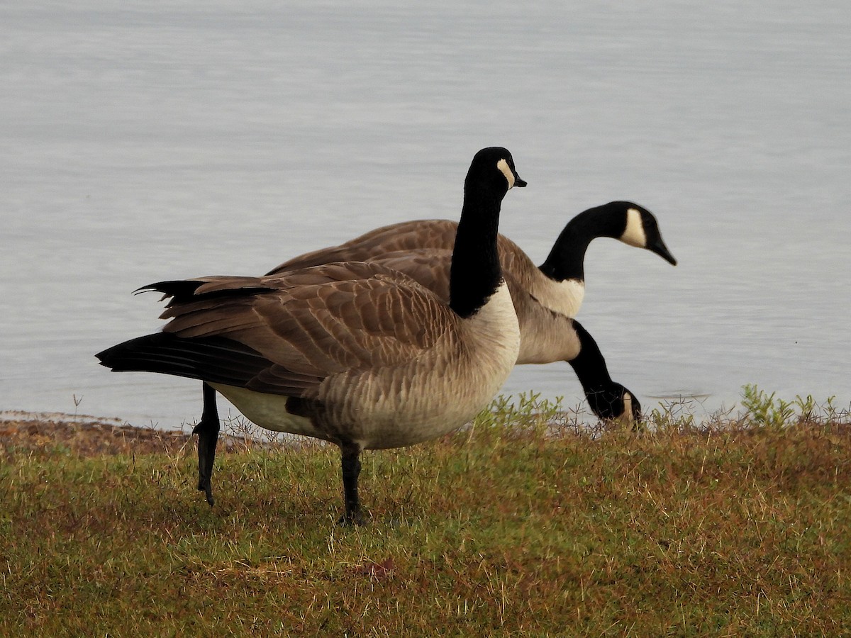 berneška velká - ML645684988