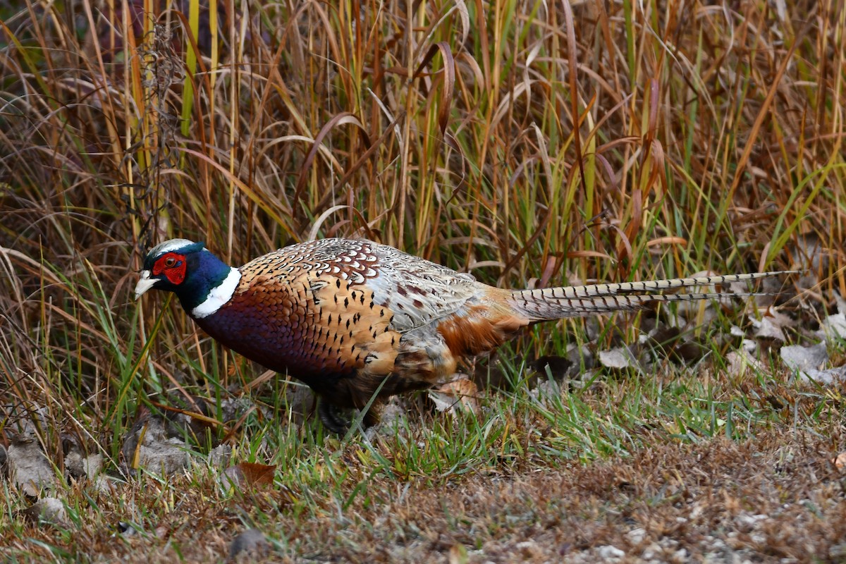 Ring-necked Pheasant - ML645684992