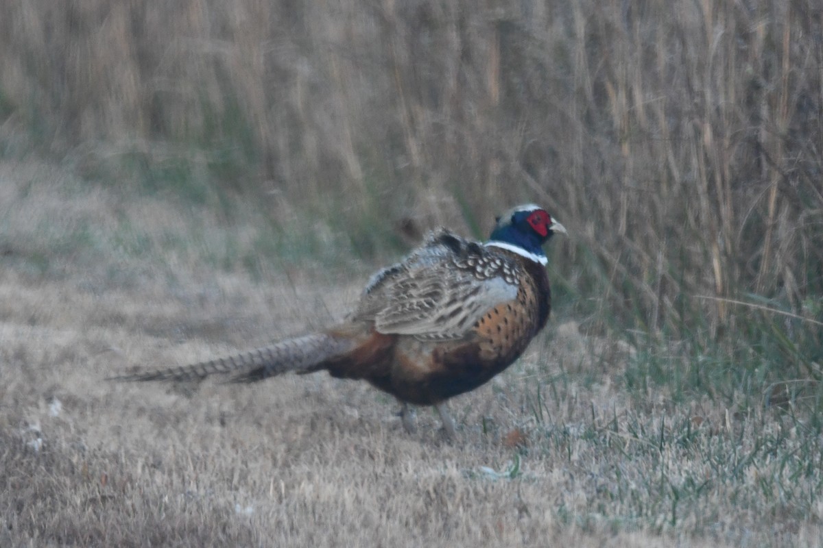 Ring-necked Pheasant - ML645684994