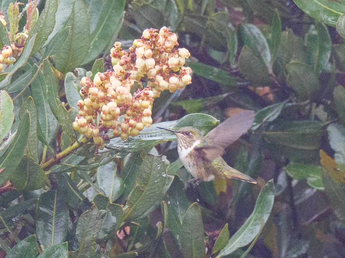 Volcano Hummingbird - ML645684996