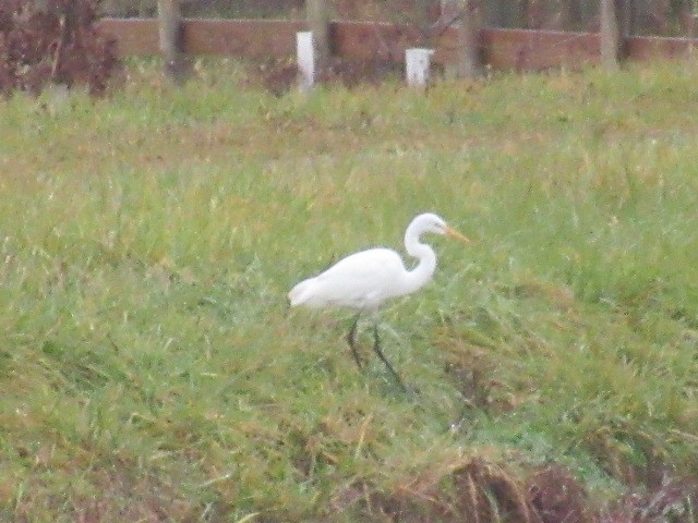 ダイサギ - ML645685025