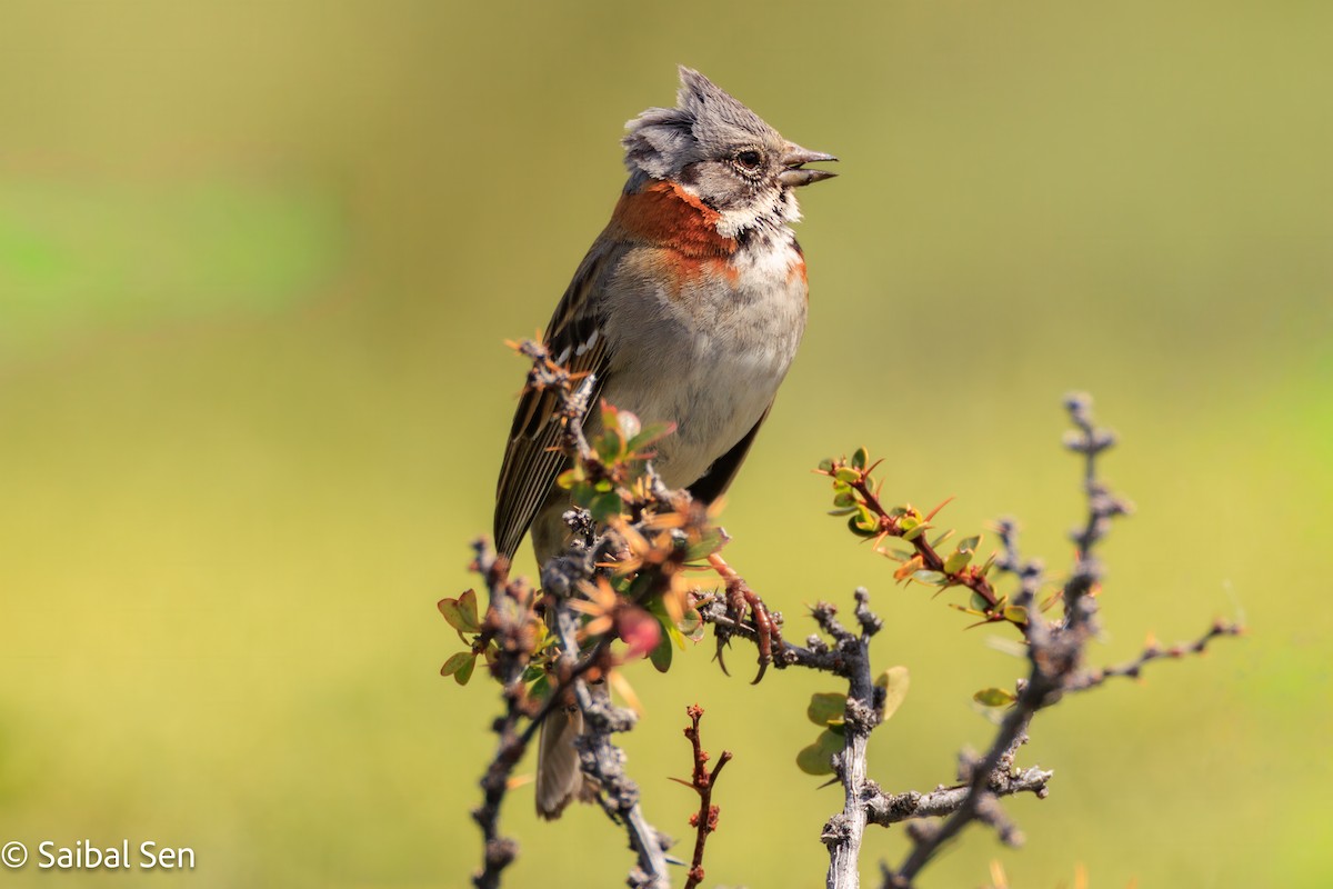 Rufous-collared Sparrow - ML645685026