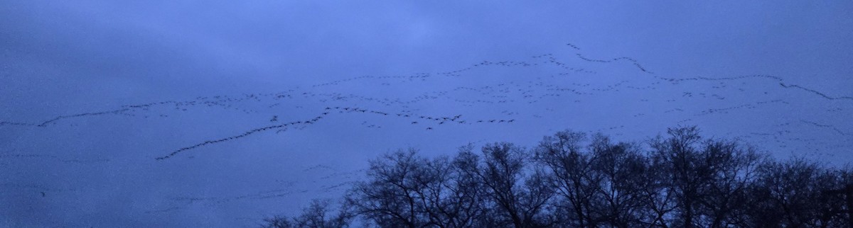 Cackling Goose - ML645685028