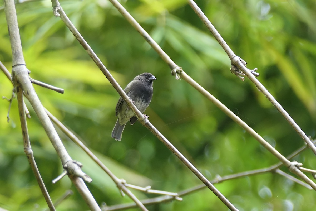 Black-faced Grassquit - ML645685031