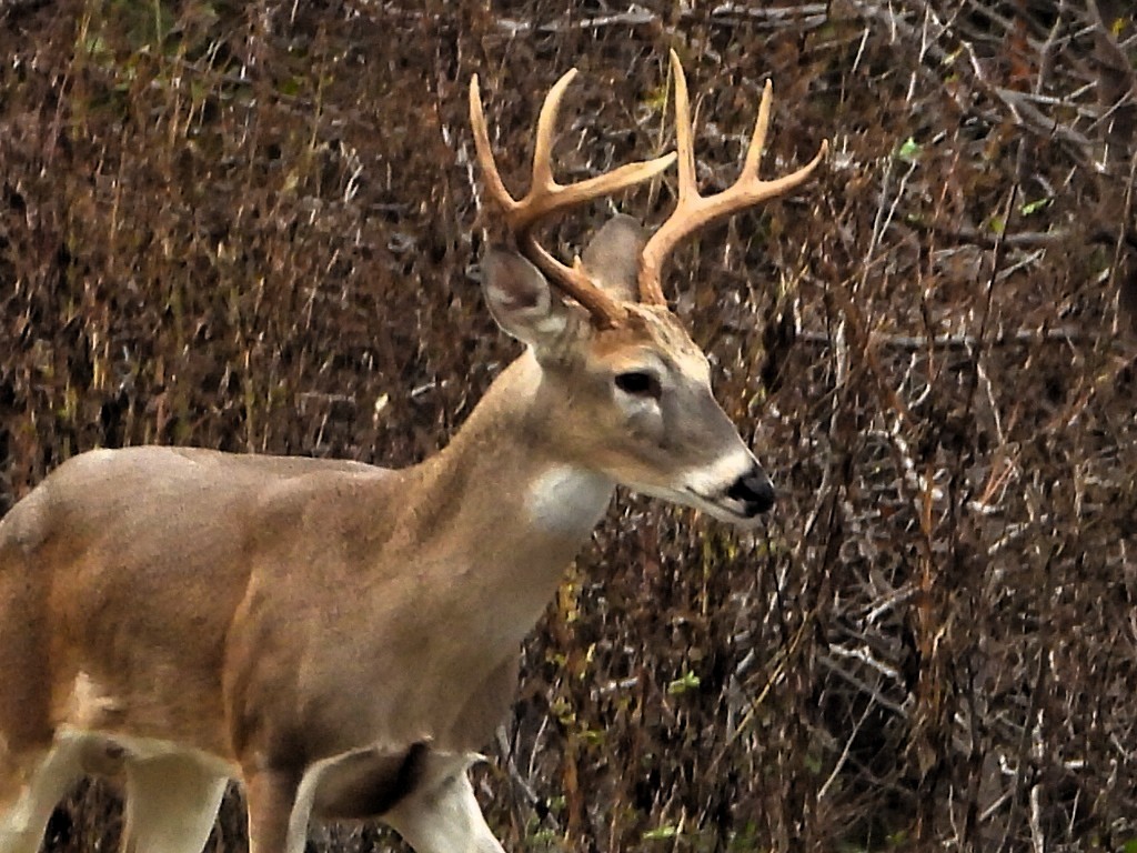 Animals - ML645685032