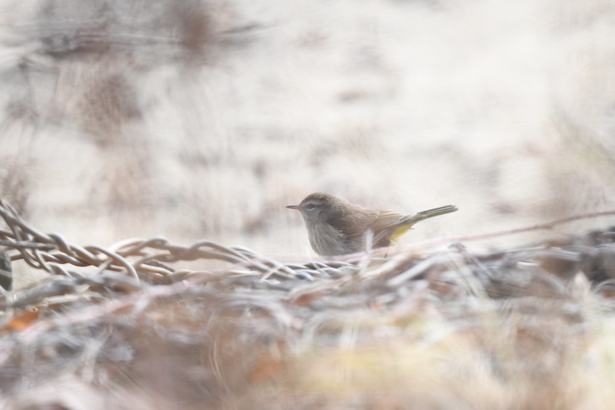 Palm Warbler (Western) - ML645685033