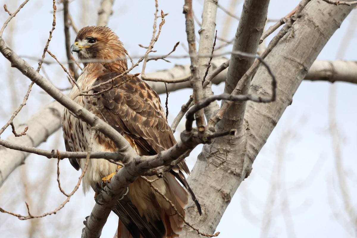 Red-tailed Hawk - ML645685037