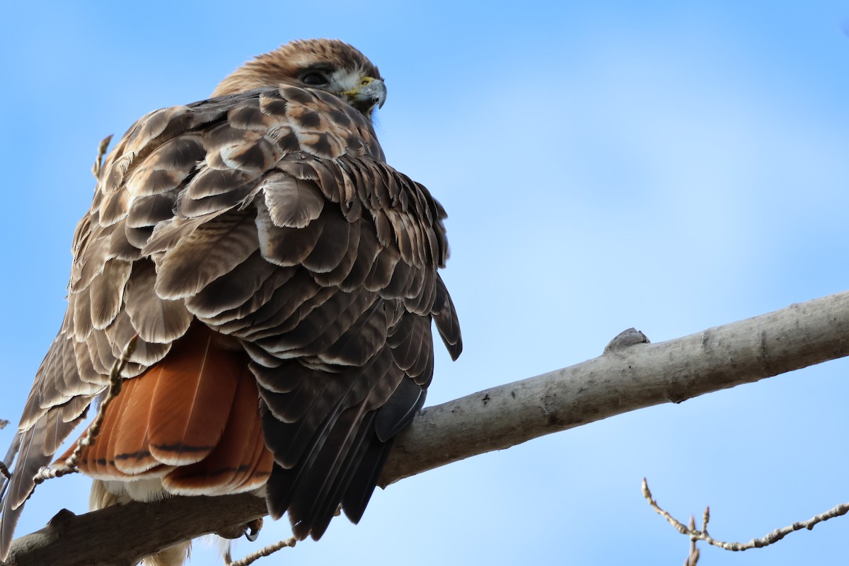 Red-tailed Hawk - ML645685038