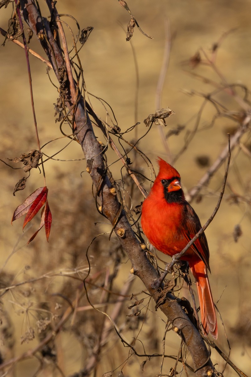 Northern Cardinal - ML645685039