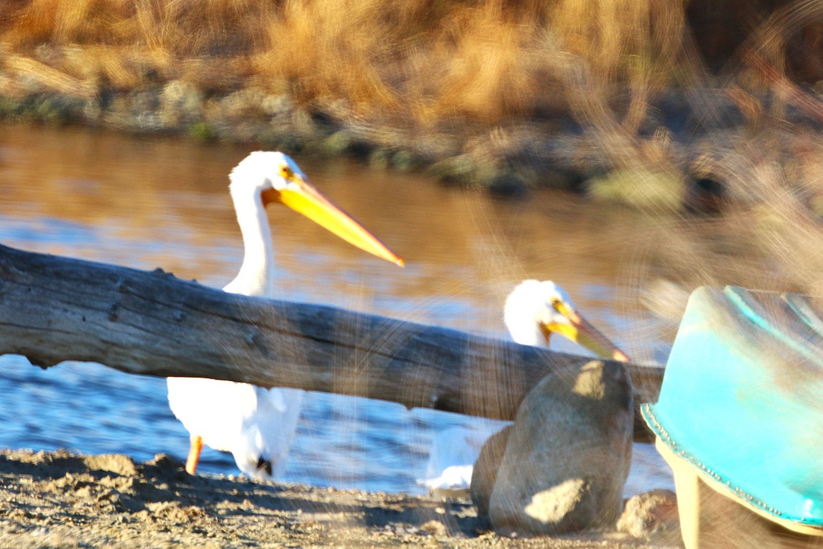 American White Pelican - ML645685044