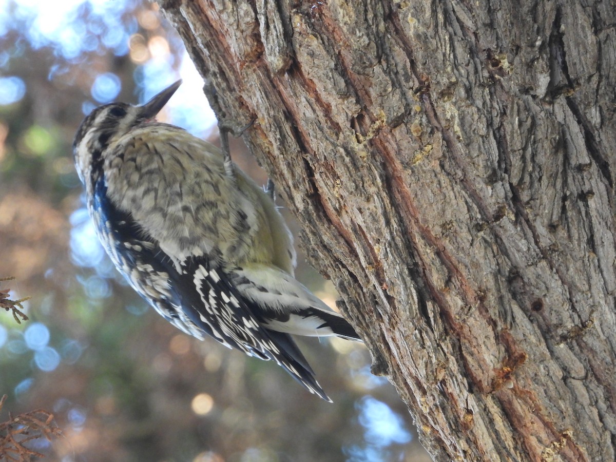 Nuttall's Woodpecker - ML645685045