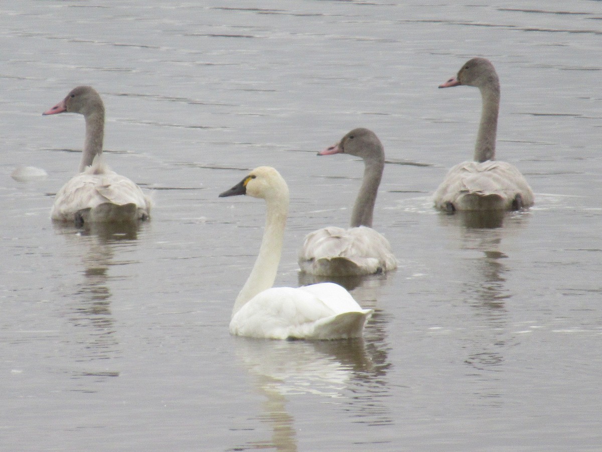 Tundra Swan - ML645685046