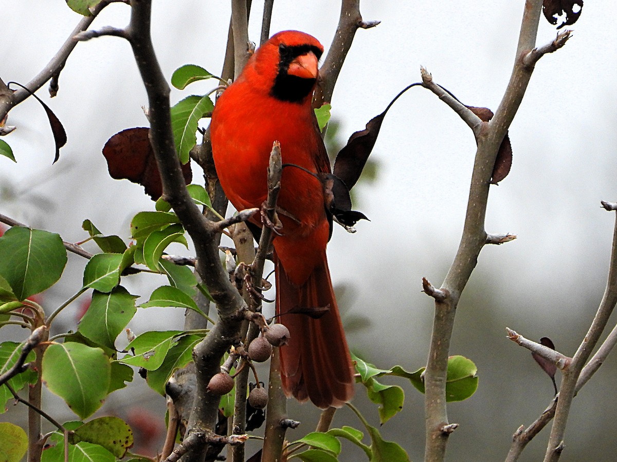 Northern Cardinal - ML645685047