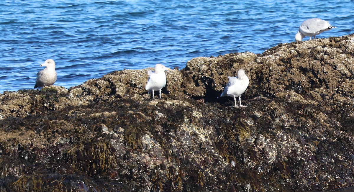 American Herring Gull - ML645685048