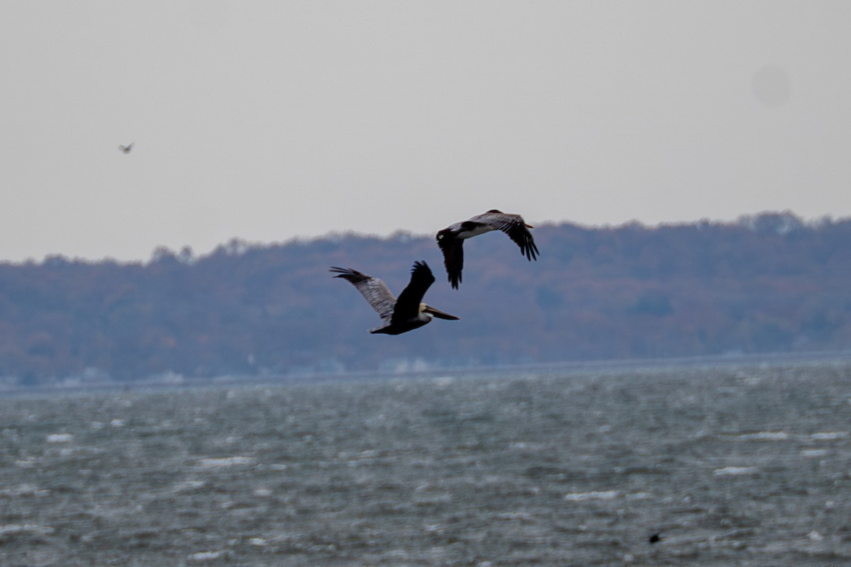 Brown Pelican - ML645685049