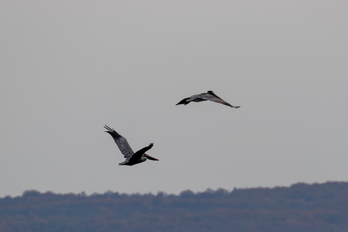 Brown Pelican - ML645685050