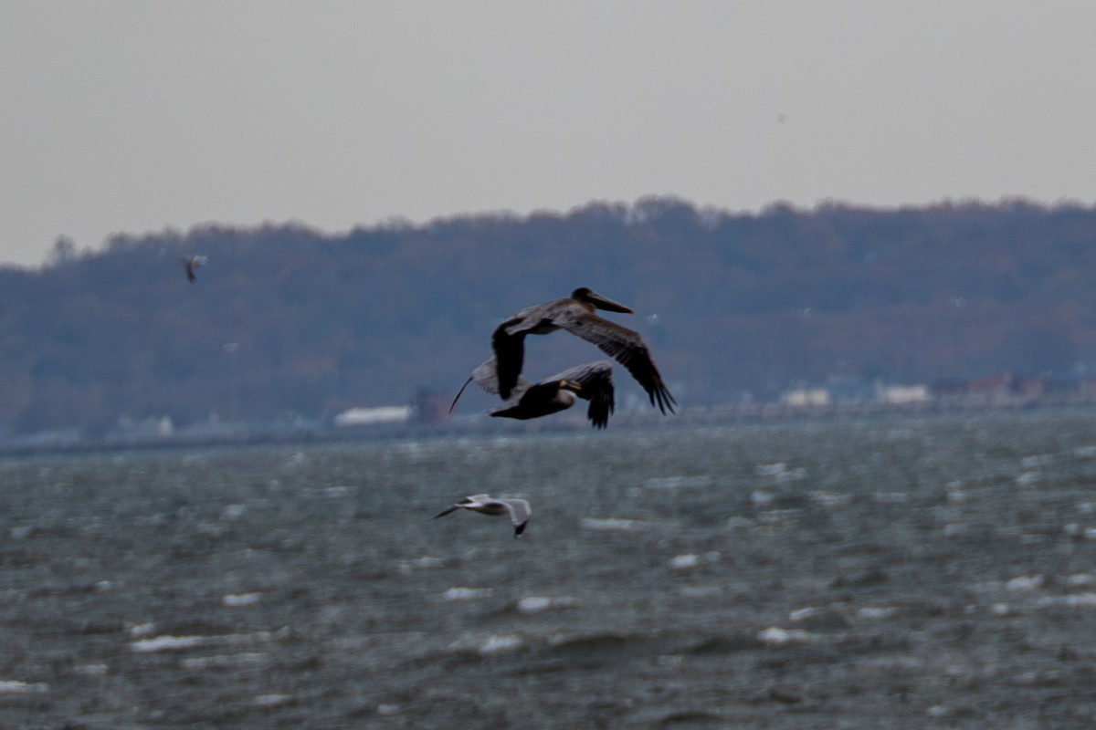 Brown Pelican - ML645685051