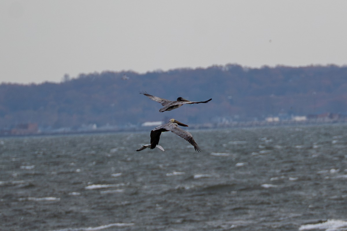 Brown Pelican - ML645685053