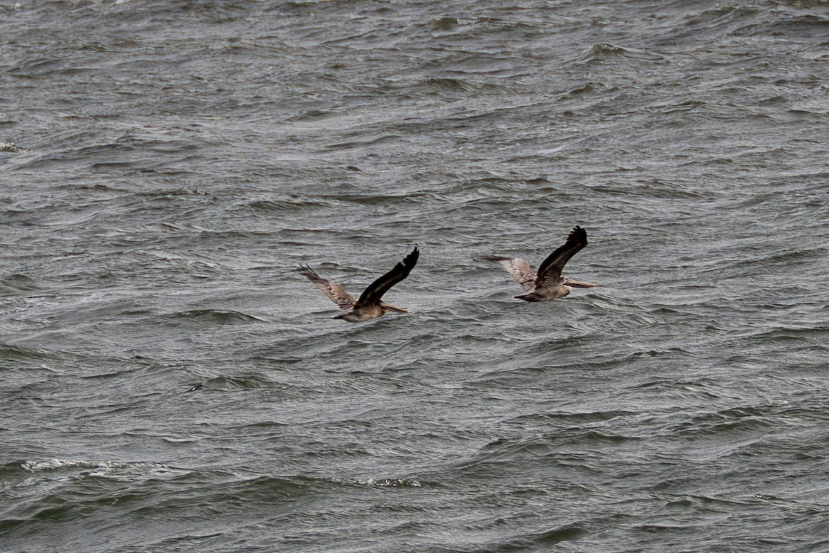 Brown Pelican - ML645685054