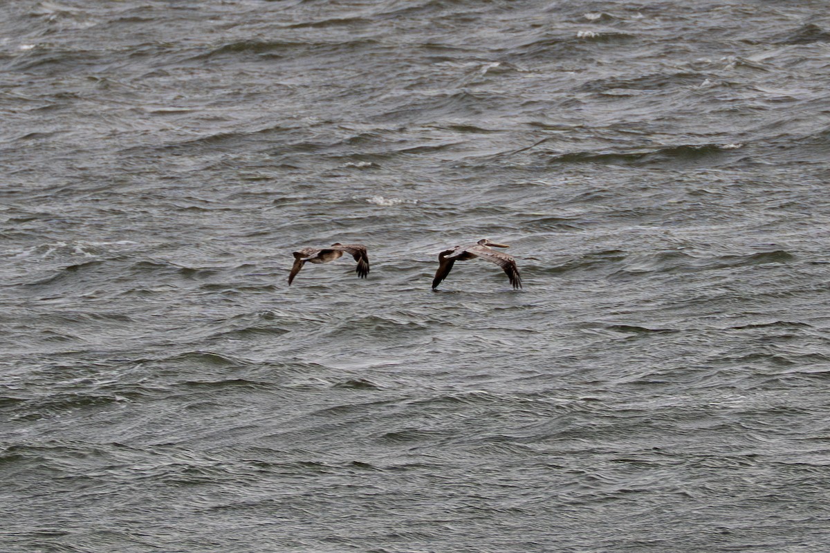 Brown Pelican - ML645685055