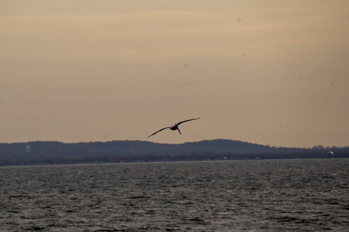 Brown Pelican - ML645685056