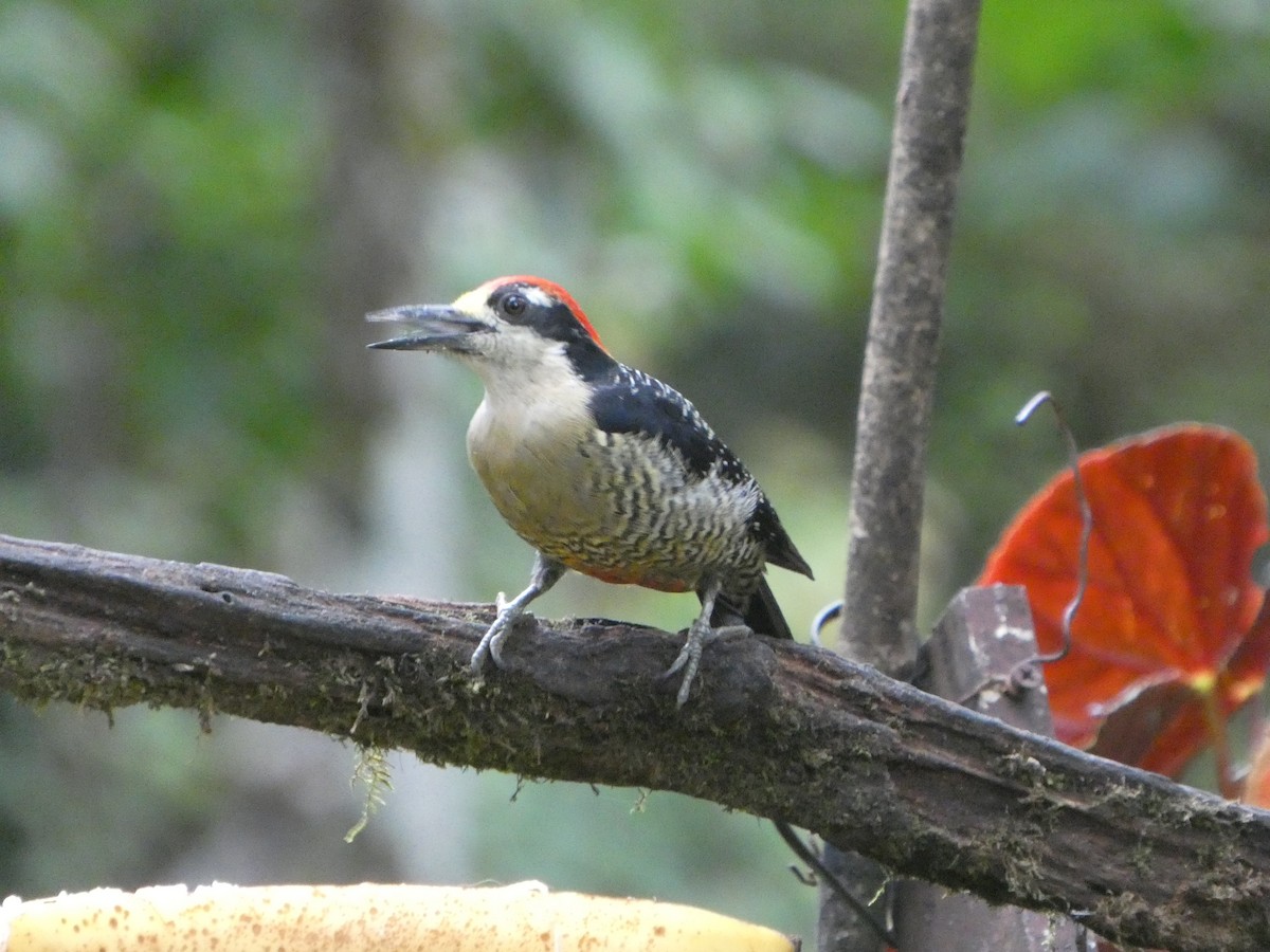 Black-cheeked Woodpecker - ML645685058