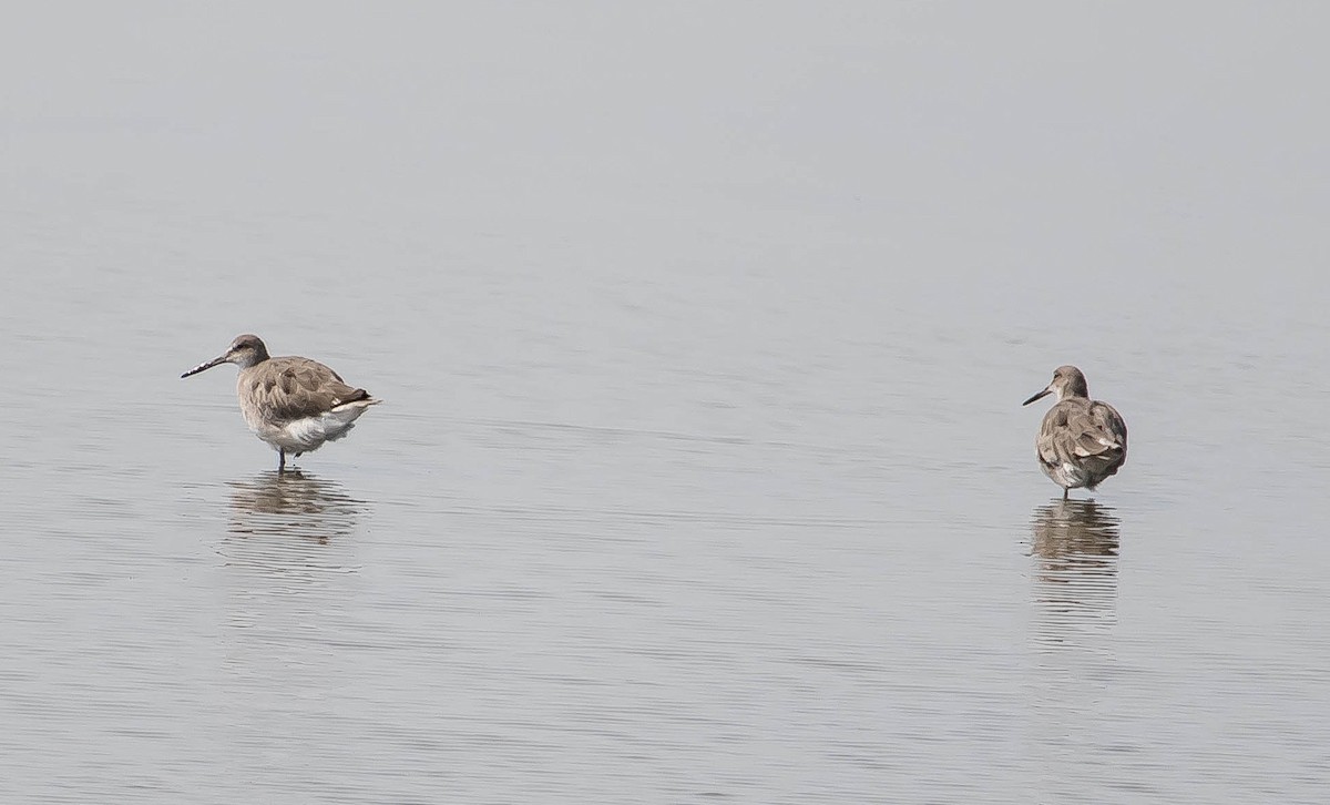 Willet - ML645685059