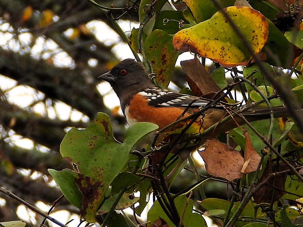 Spotted Towhee - ML645685060