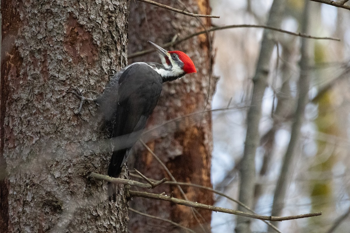 Pileated Woodpecker - ML645685067