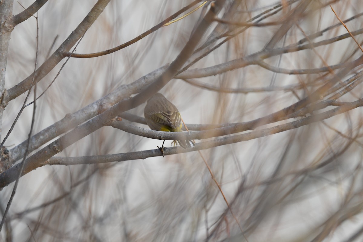 Palm Warbler (Western) - ML645685068