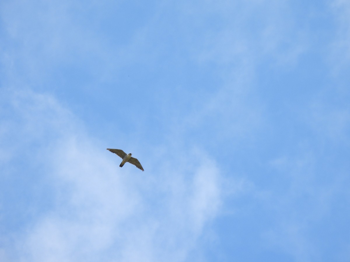 Peregrine Falcon - ML645685069