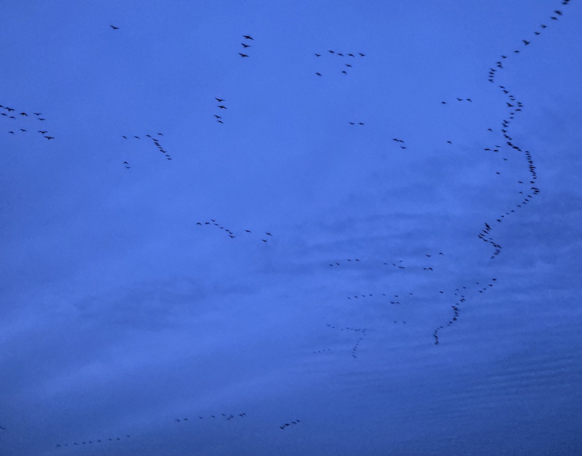 Cackling Goose - ML645685070