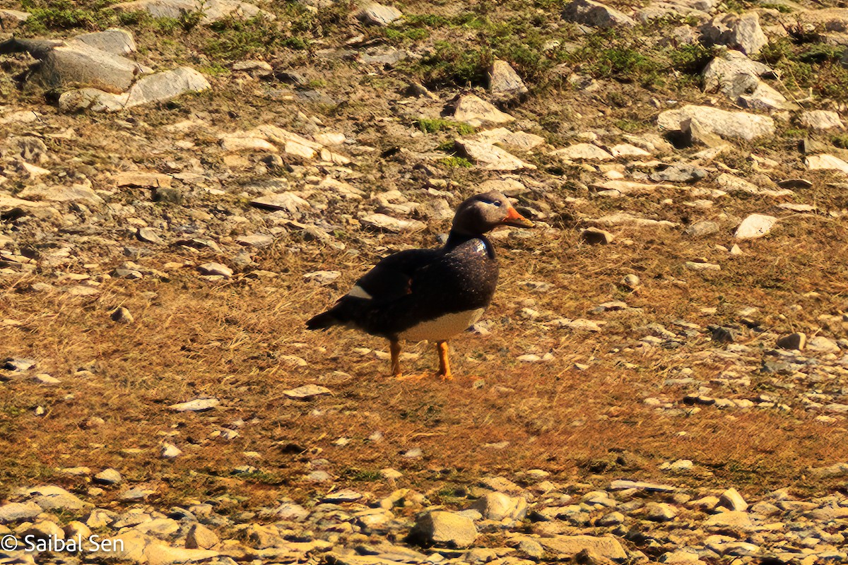 Flying Steamer-Duck - ML645685072