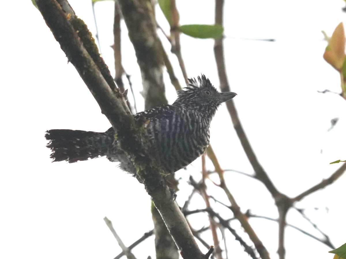 Batará Barrado - ML645685079