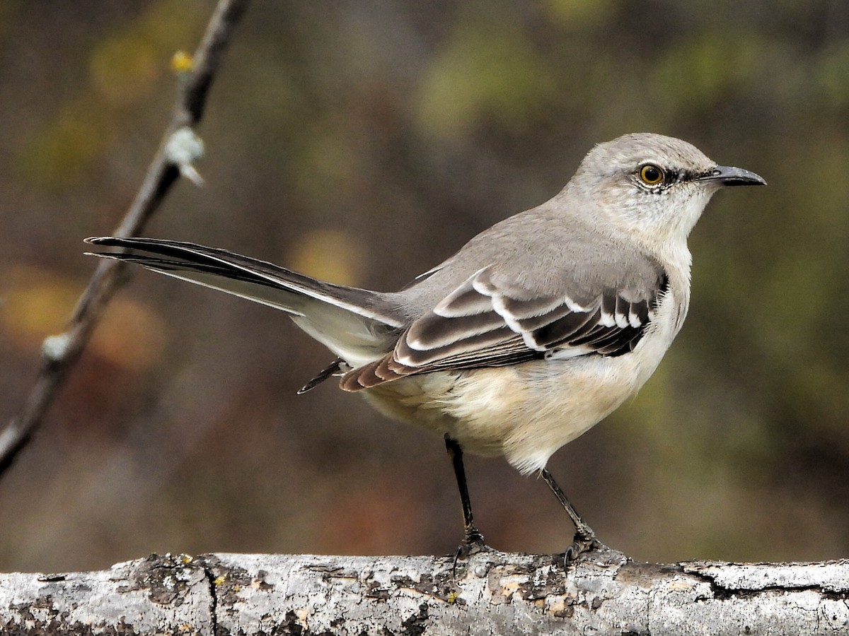 drozdec mnohohlasý - ML645685083