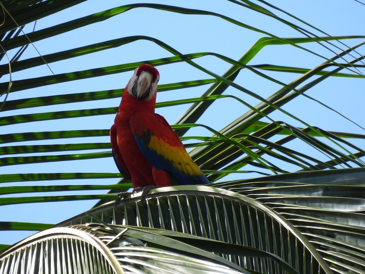 Scarlet Macaw - ML645685098