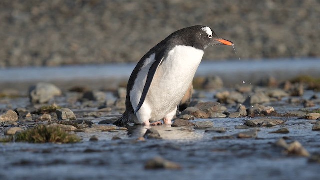 Manchot papou - ML645685099