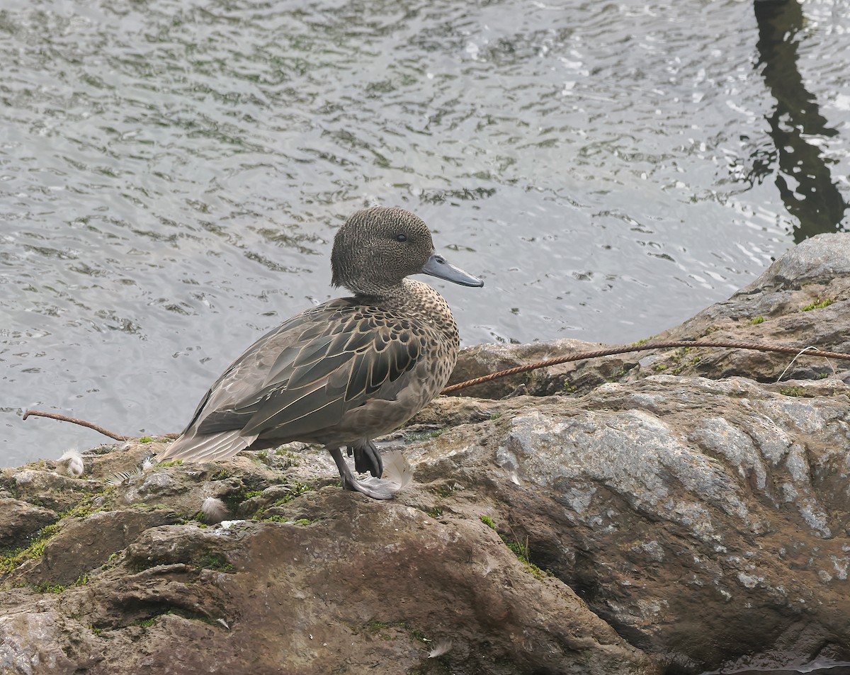 Sarcelle des Andes (andium) - ML645685117