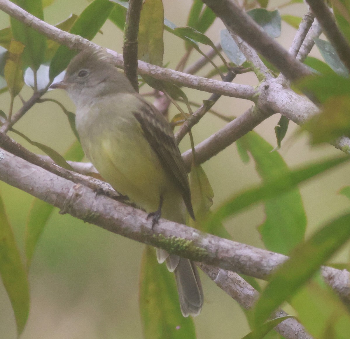 Желтобрюхая эления - ML645685147