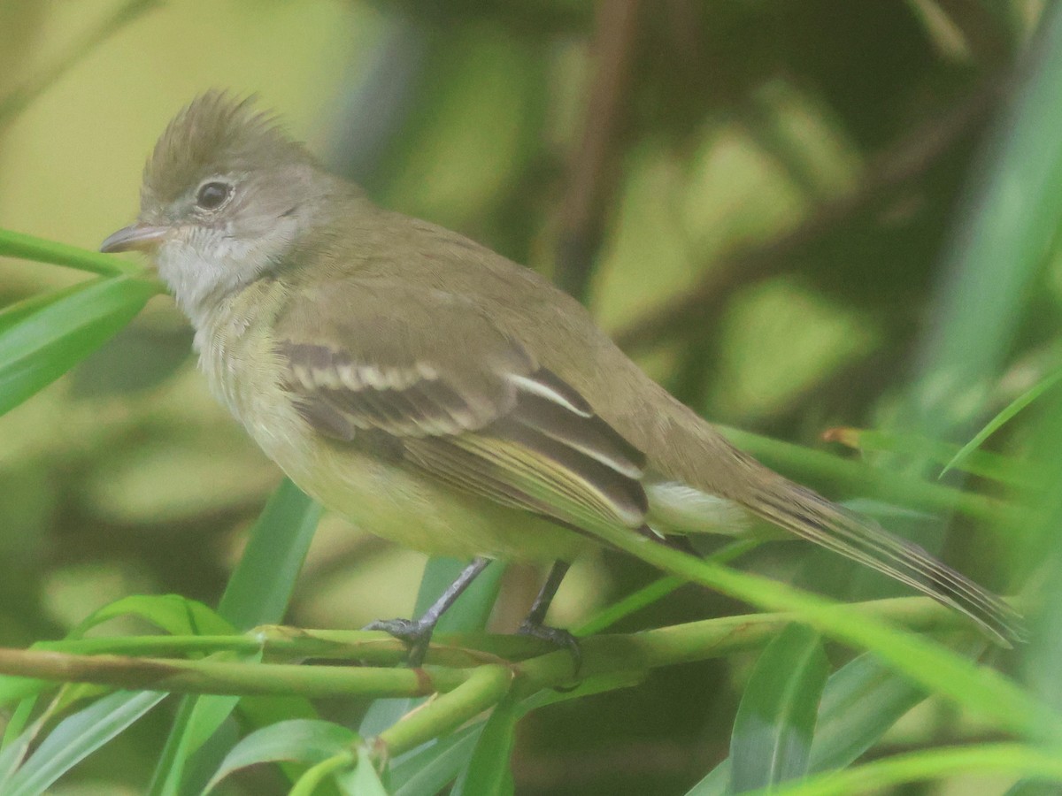 Желтобрюхая эления - ML645685148