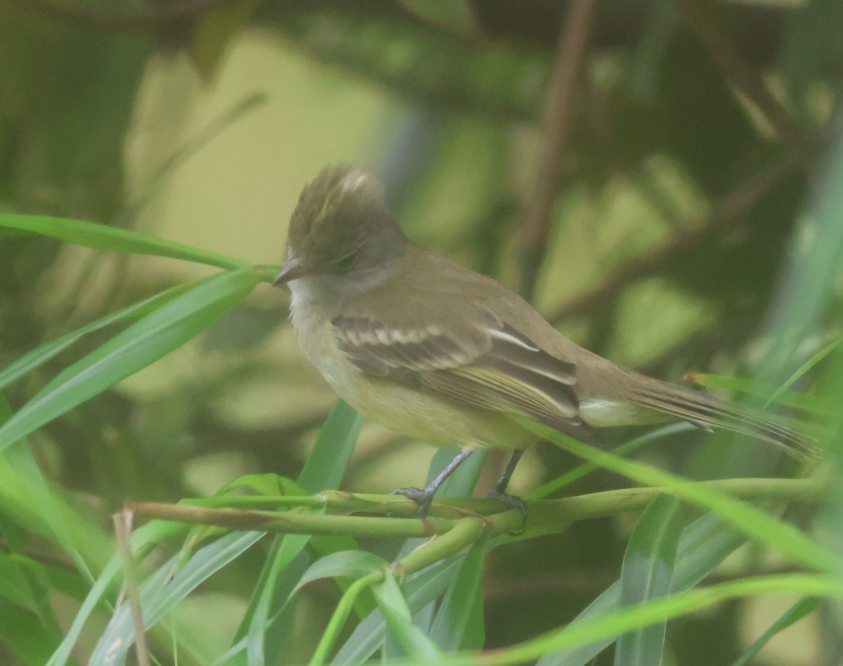 Желтобрюхая эления - ML645685149