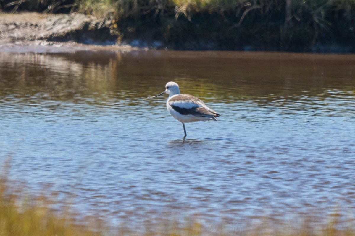 American Avocet - ML645685159
